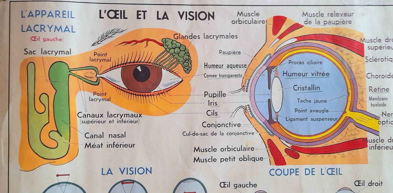School poster the eye, the ear, the nose.