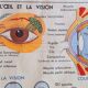 School poster the eye, the ear, the nose.