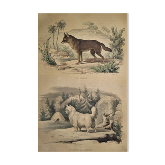 Planche zoologique originale de 1839 " chacal & chien de sibérie "