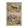 Planche zoologique originale de 1839 " chacal & chien de sibérie "