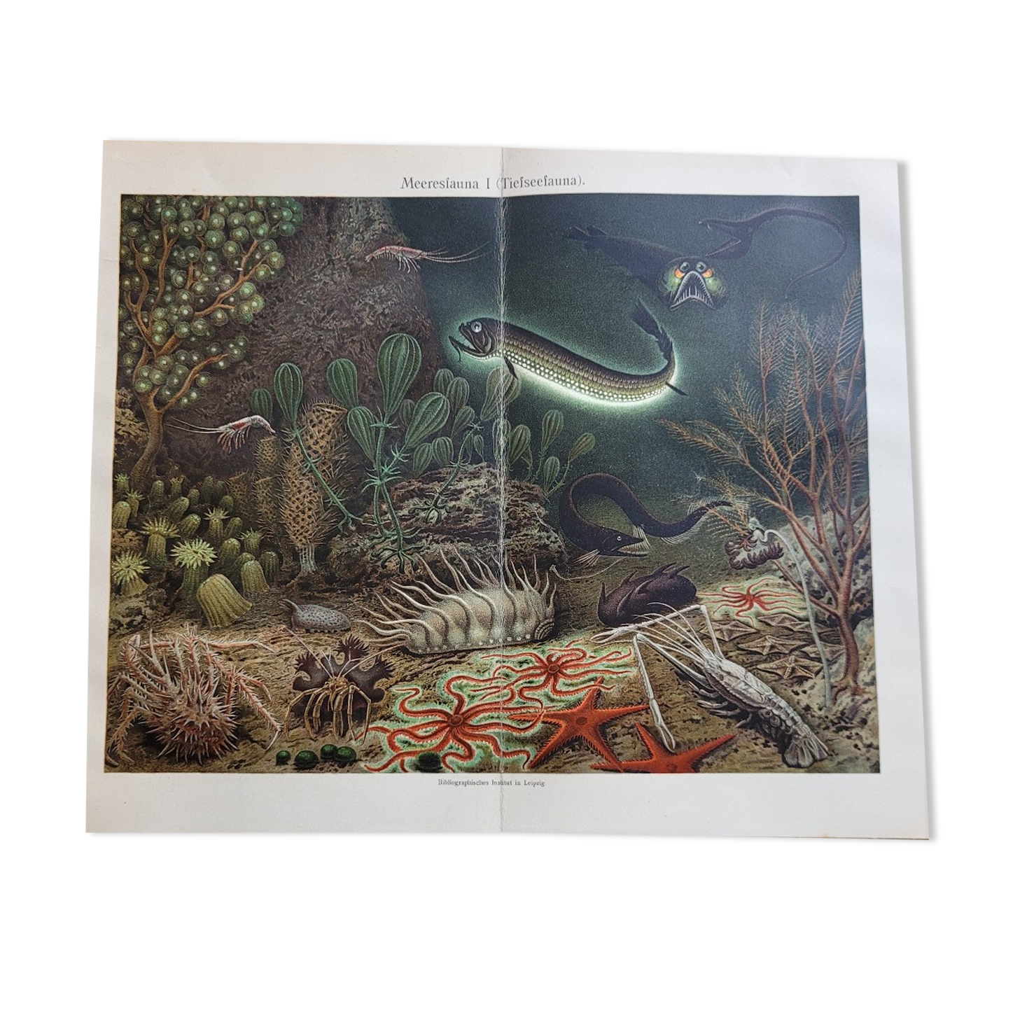 Poster Marine Fauna Bibliogr. Institute in Leipzig