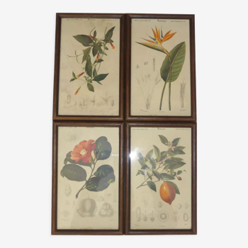 4 reproductions encadrées fiche botanique du camélia,citronnier, oiseau de paradis