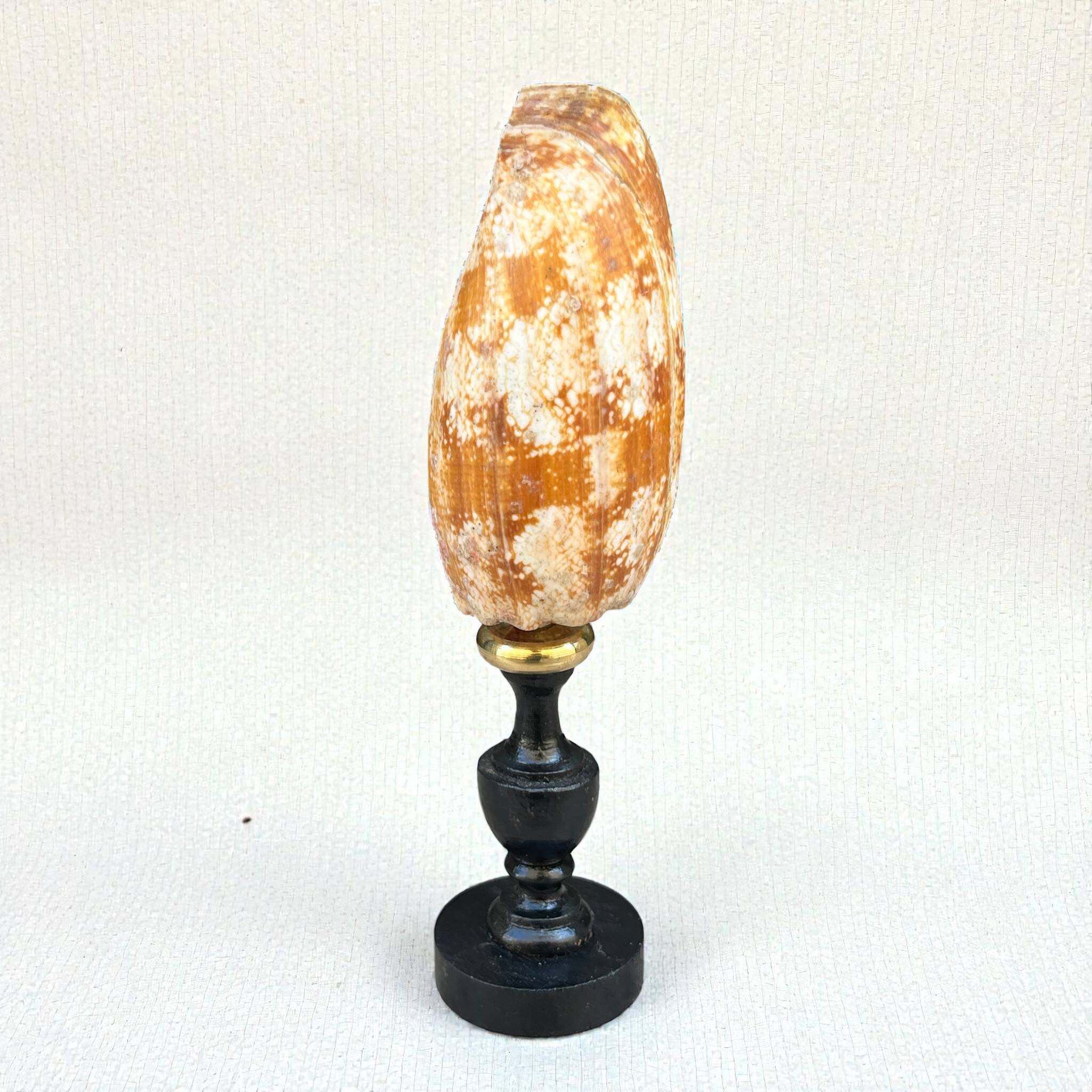 Snail shell conus on a turned black wooden base, late 19th century curiosities.