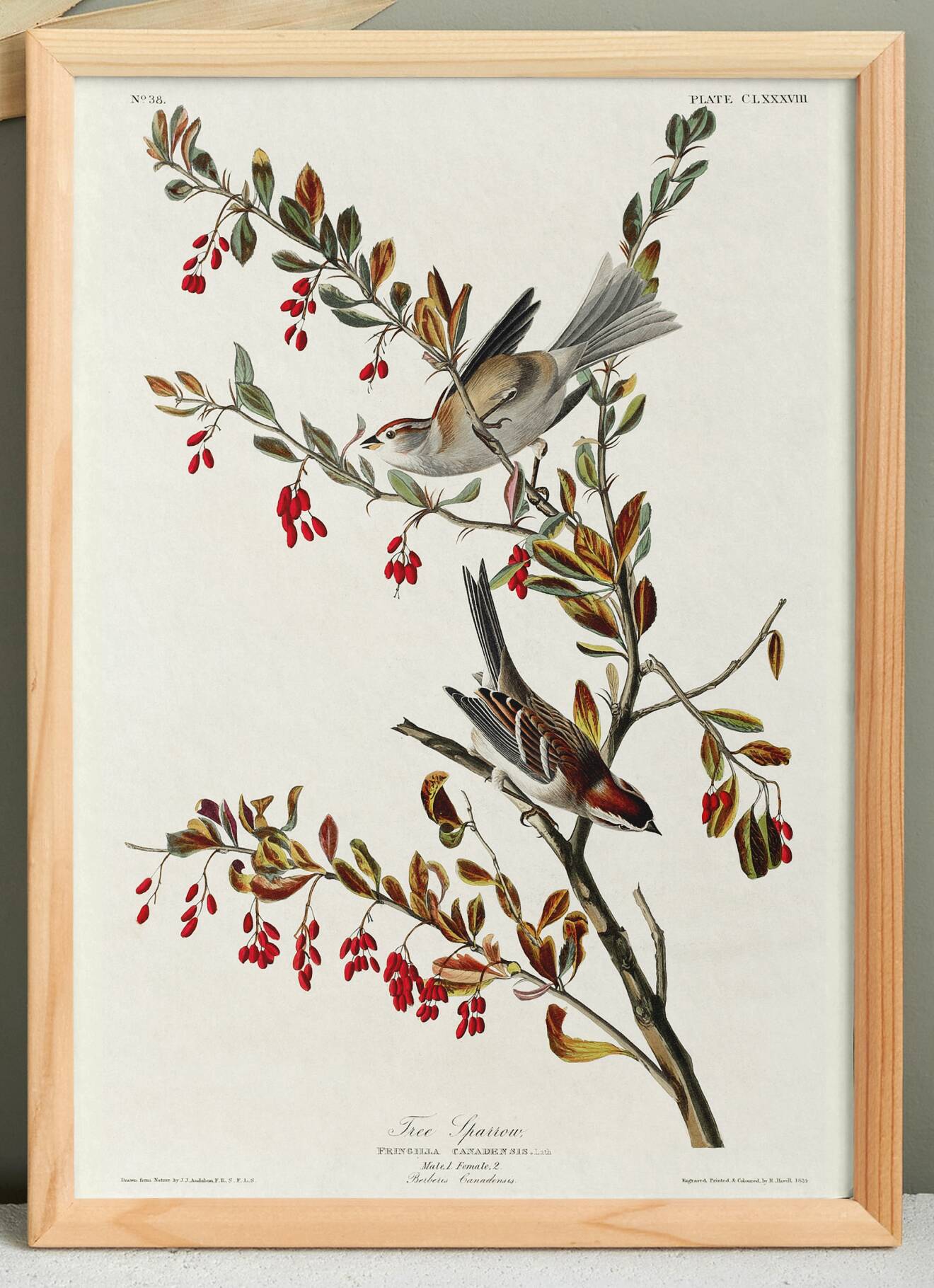 Poster about the Tree Sparrow, based on an old engraving from 1827.