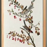 Poster about the Tree Sparrow, based on an old engraving from 1827.