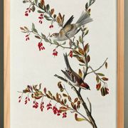 Poster about the Tree Sparrow, based on an old engraving from 1827.