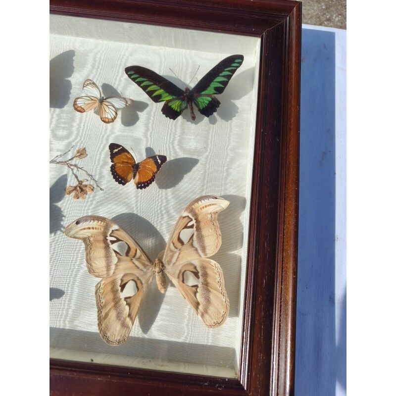 Lot de papillons exotique