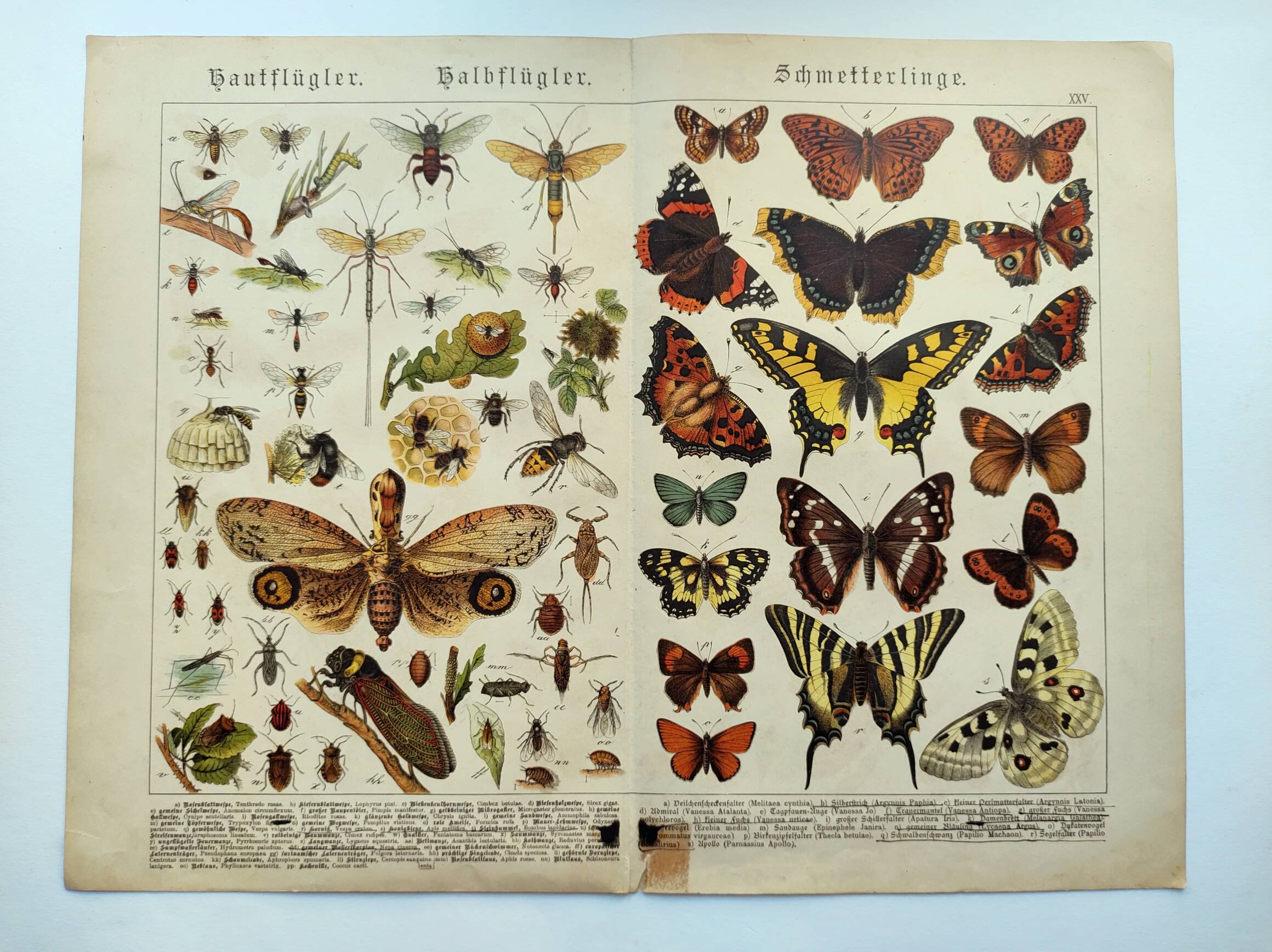 1898 Engraving - Butterflies and Flying Insects - Large Vintage Lithograph - 42 x 33 cm - Plate