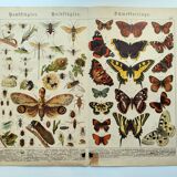1898 Engraving - Butterflies and Flying Insects - Large Vintage Lithograph - 42 x 33 cm - Plate