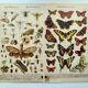 1898 Engraving - Butterflies and Flying Insects - Large Vintage Lithograph - 42 x 33 cm - Plate