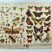 1898 Engraving - Butterflies and Flying Insects - Large Vintage Lithograph - 42 x 33 cm - Plate