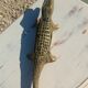 bronze crocodile ashtray 35 cm