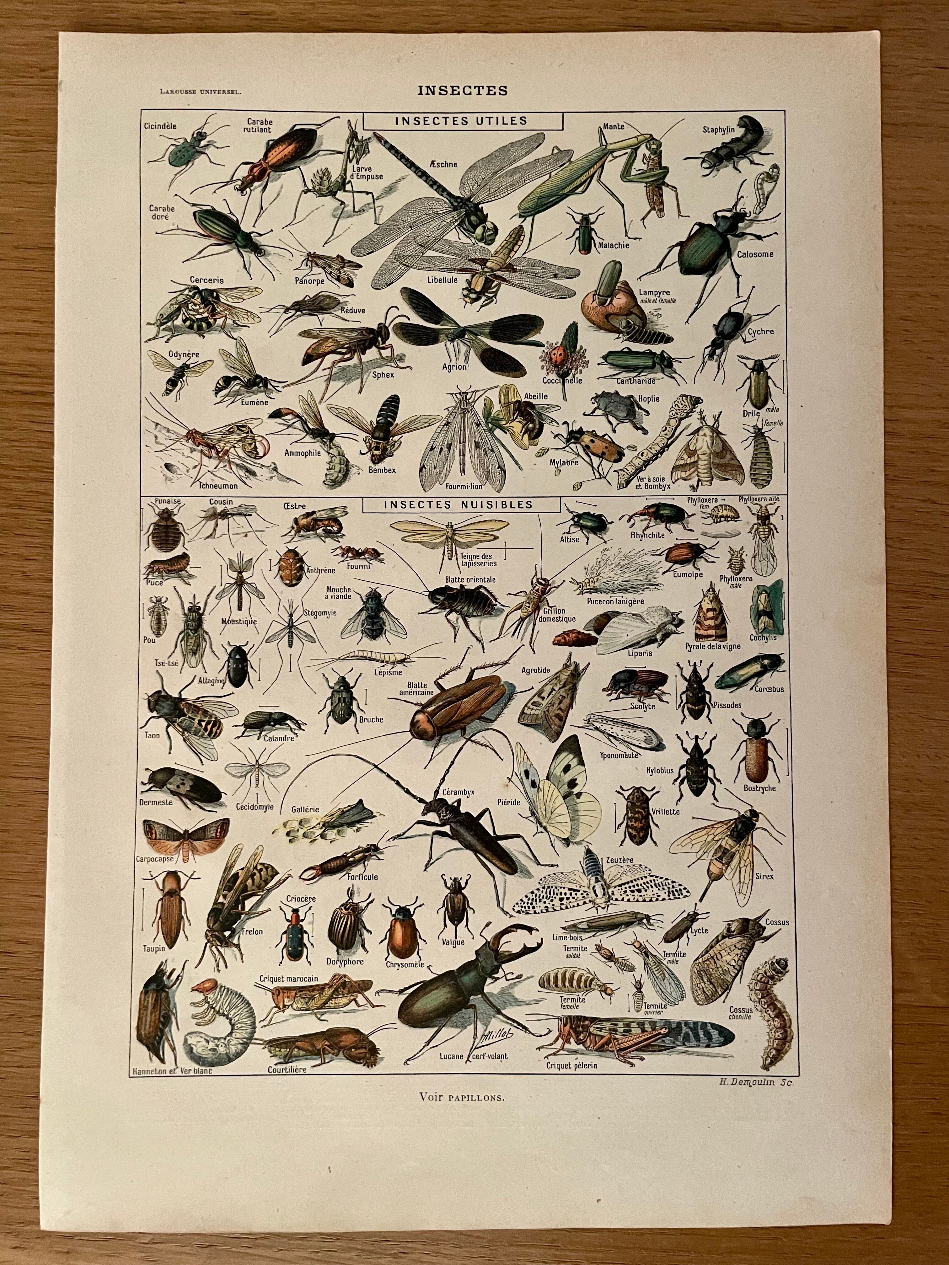 Lithograph on insects 1922