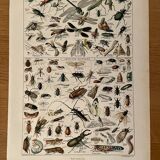 Lithograph on insects 1922