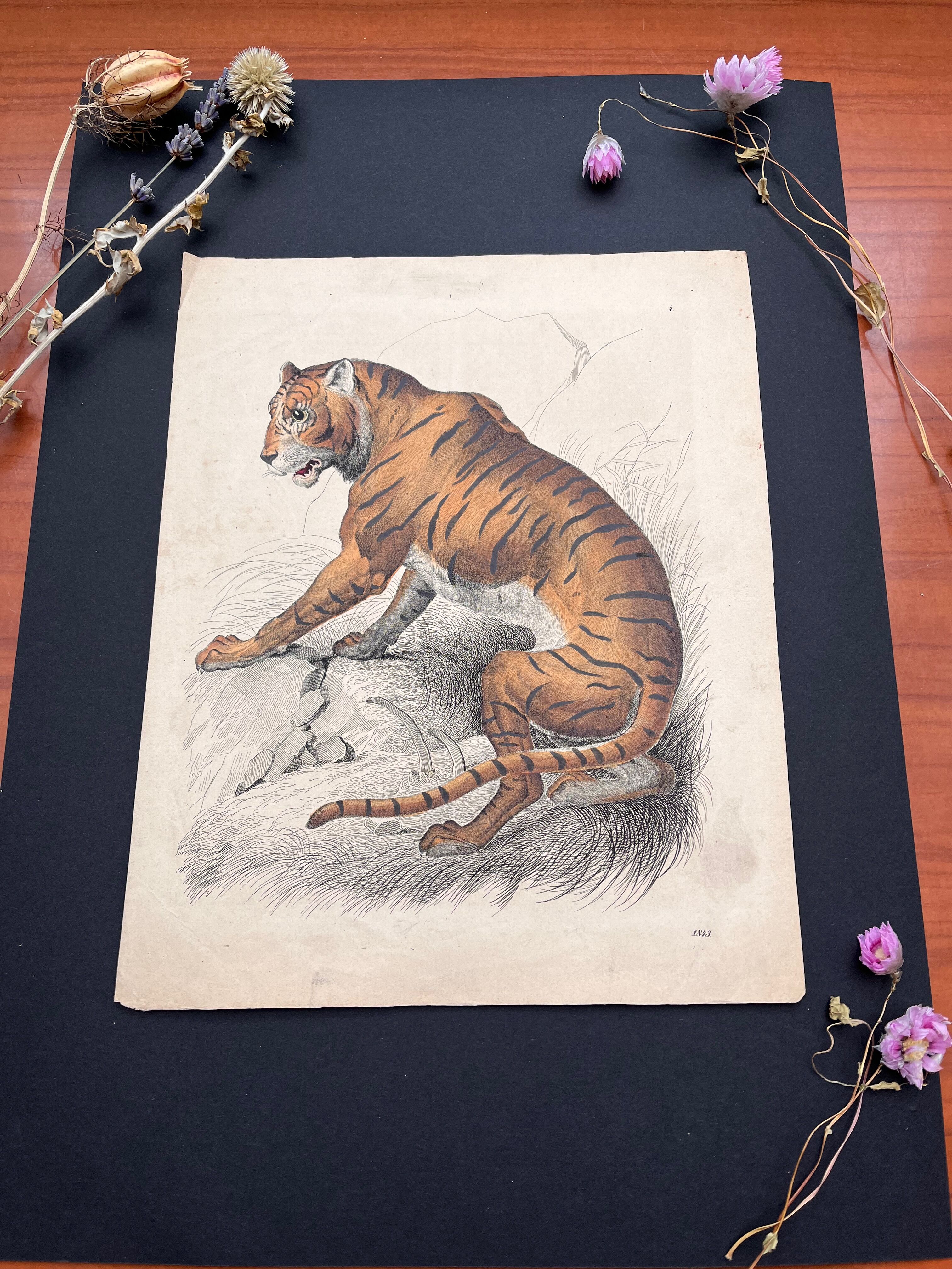 Tiger poster (lithograph)