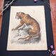 Affiche (lithographie) tigre