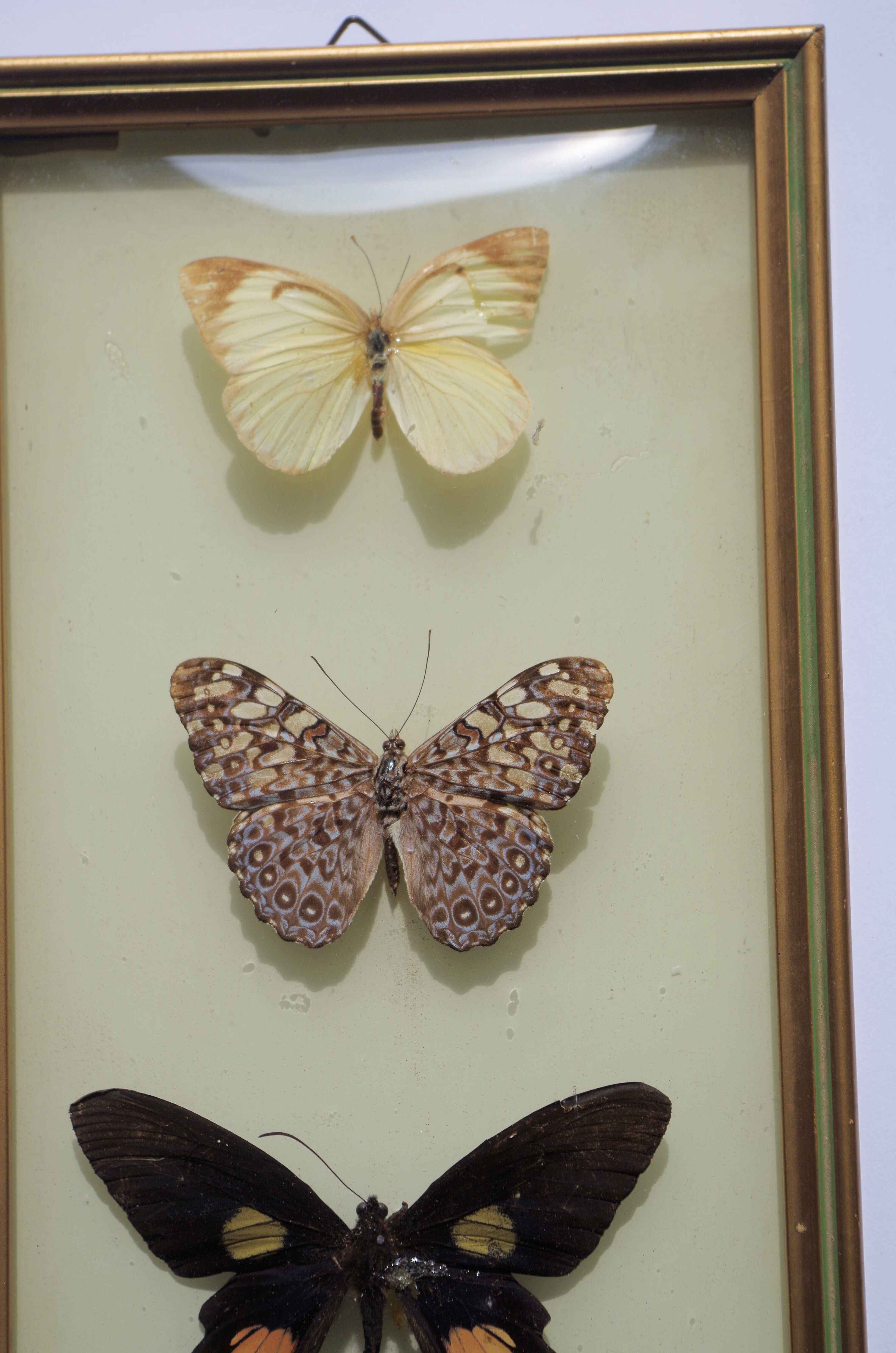 Naturalized butterflies