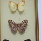 Naturalized butterflies