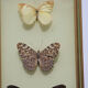 Naturalized butterflies
