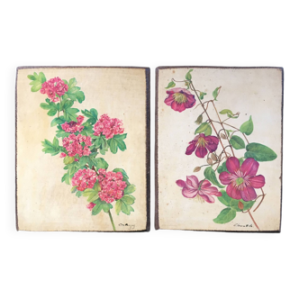 Pair of old botanical plates