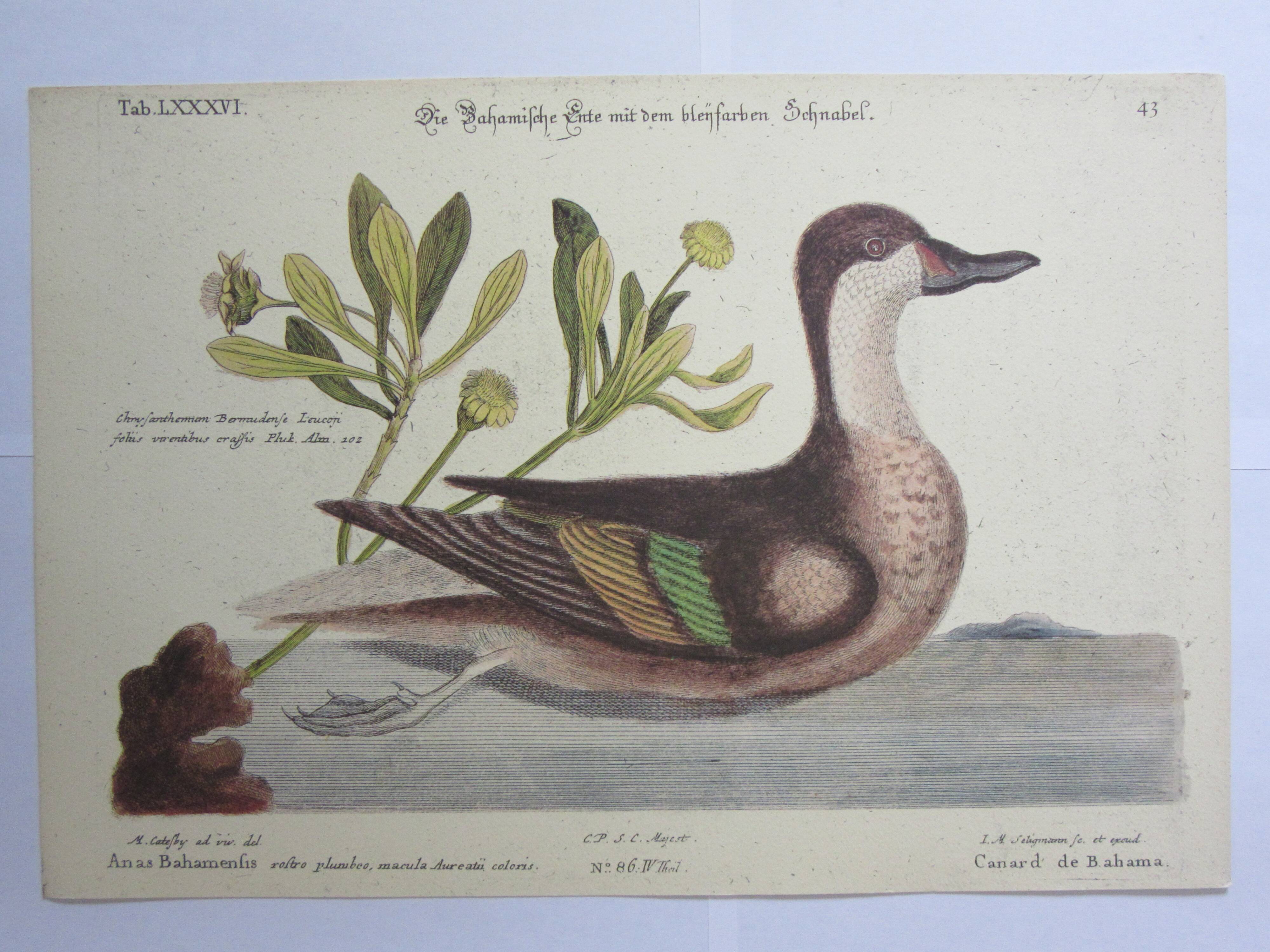 Engraving bird, bahama duck, repro Catesby/Seligmann