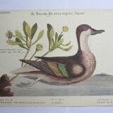 Engraving bird, bahama duck, repro Catesby/Seligmann