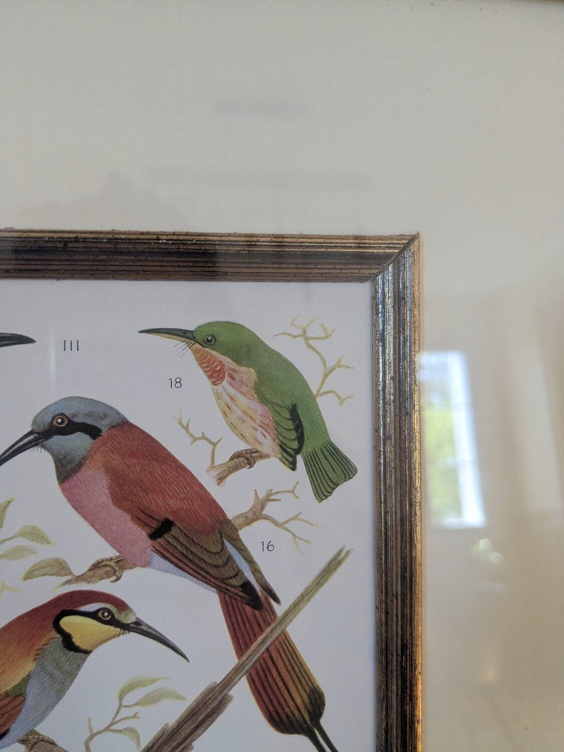 Lithographic frame of birds