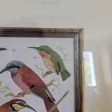 Lithographic frame of birds