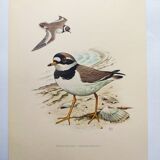 Old vintage bird board from the 60s - Great Ringed Plover - Ornithological illustration