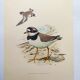 Old vintage bird board from the 60s - Great Ringed Plover - Ornithological illustration