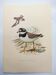 Old vintage bird board from the 60s - Great Ringed Plover - Ornithological illustration