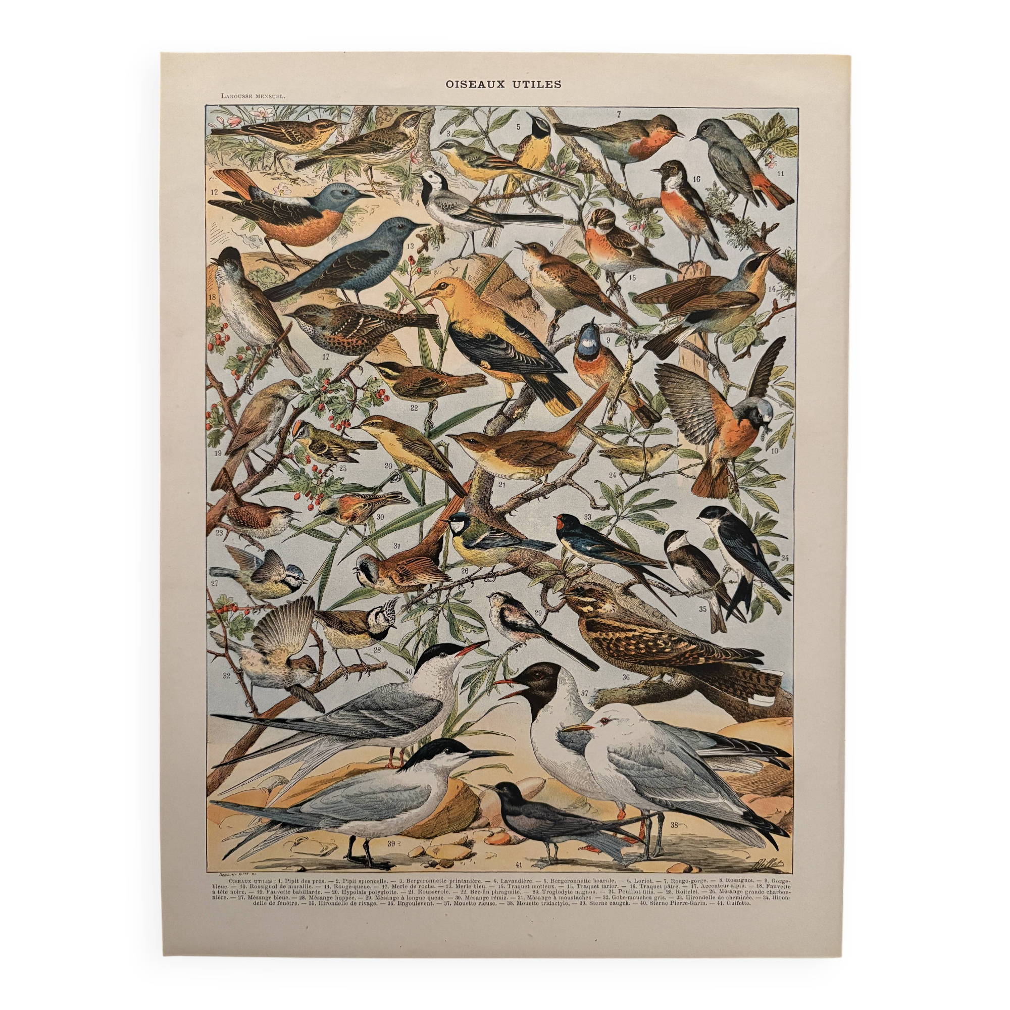 Old illustrated plate on useful birds - 1910