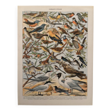 Ancienne planche illustrée sur les oiseaux utiles ï - 1910