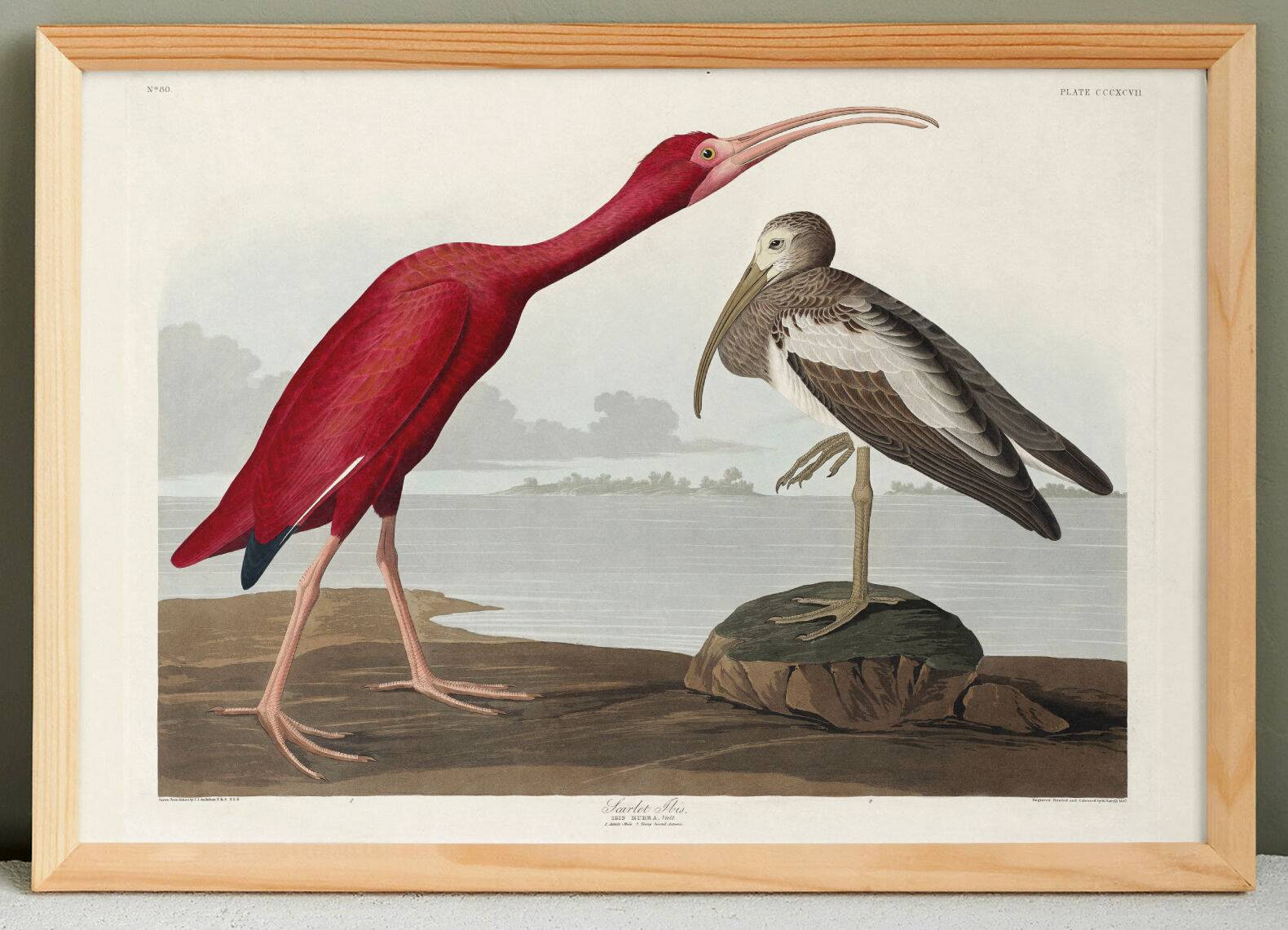 Poster about the scarlet ibis, based on an old engraving from 1827.