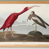 Poster about the scarlet ibis, based on an old engraving from 1827.