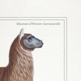 Set of 3 chimera lithography animal engraving