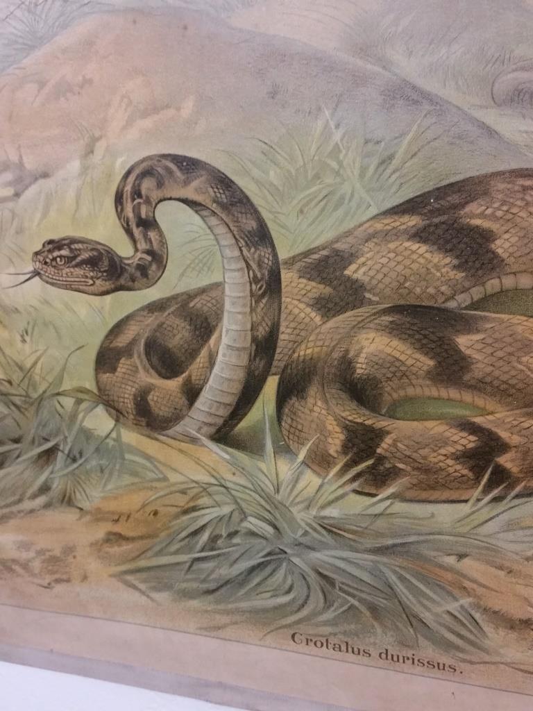 Affiche scolaire d'histoire naturelle