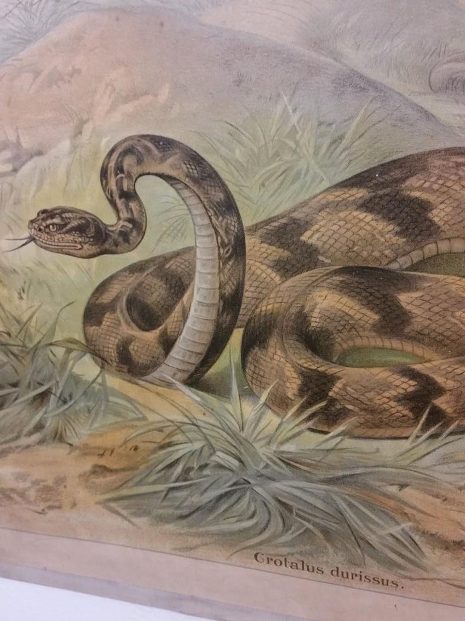 Affiche scolaire d'histoire naturelle