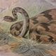 Affiche scolaire d'histoire naturelle