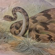 Affiche scolaire d'histoire naturelle