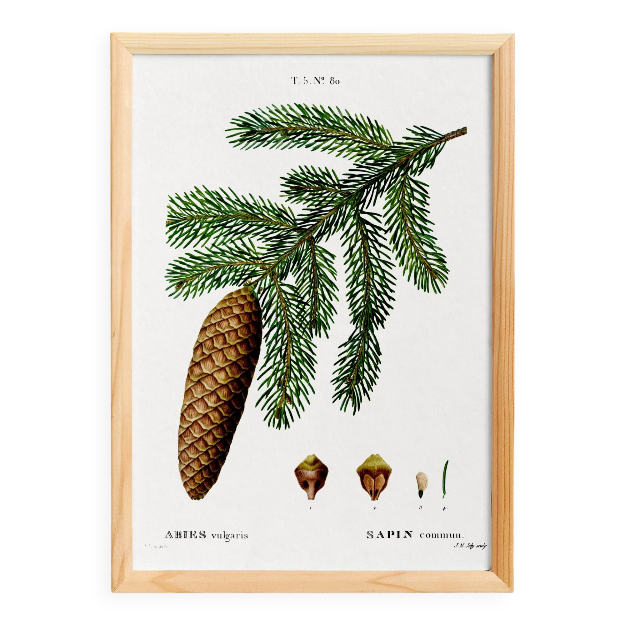 Affiche sur le sapin commun, d’après une gravure de 1802