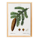 Affiche sur le sapin commun, d’après une gravure de 1802