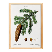 Affiche sur le sapin commun, d’après une gravure de 1802