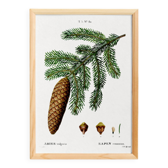 Poster about the common fir tree, after an engraving from 1802