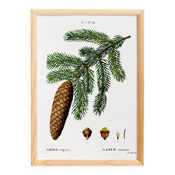 Affiche sur le sapin commun, d’après une gravure de 1802