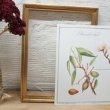 Sweet almond botanical plank