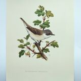 Bird vintage board 1960s - Warbler - Zoology and ornithology illustration