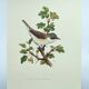 Planche vointage oiseaux Années 1960 - Fauvette Babillarde - Illustration zoologie et ornithologie