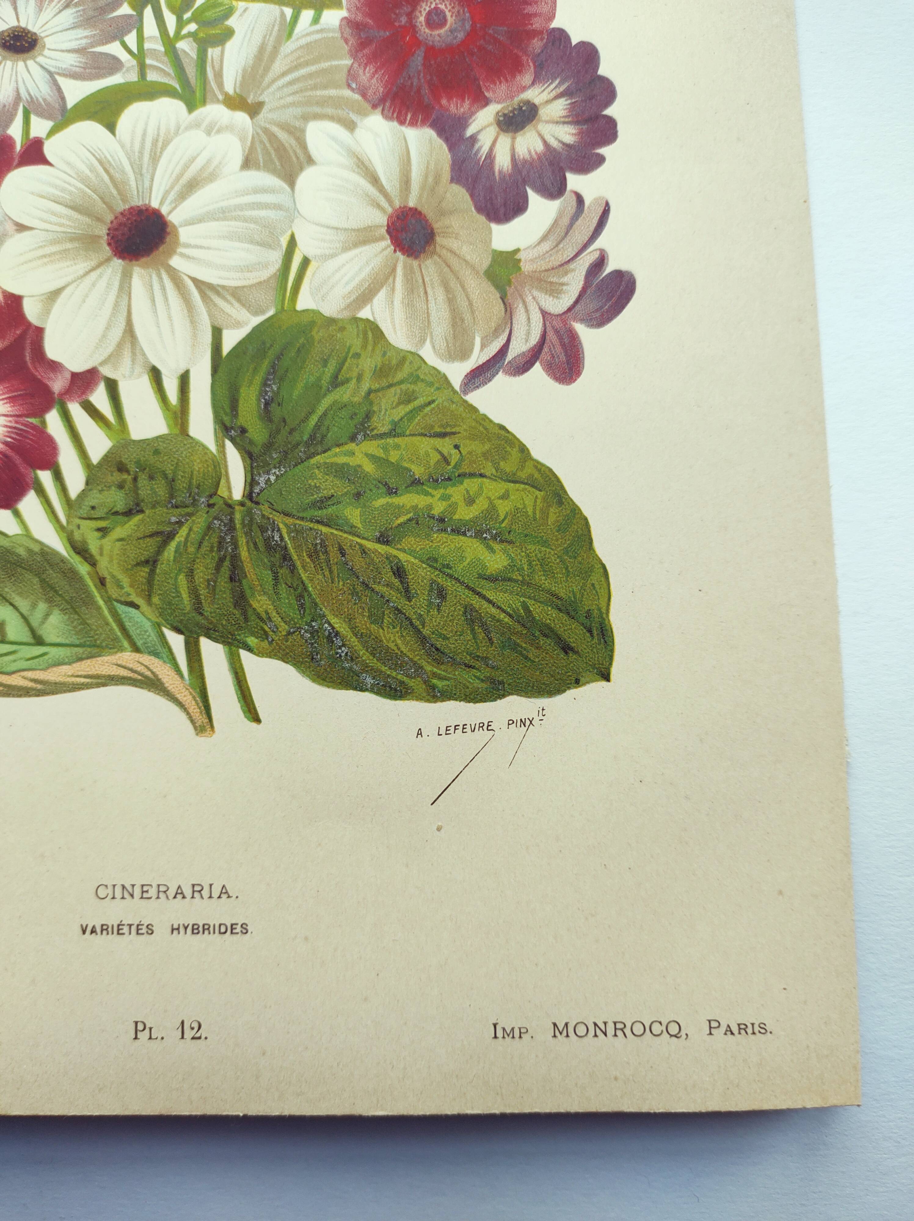 Gravure botanique de 1897 - Cinéraire - Planche originale . Lithographie ancienne de fleur A.Lefevre