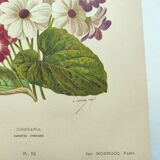 Gravure botanique de 1897 - Cinéraire - Planche originale . Lithographie ancienne de fleur A.Lefevre